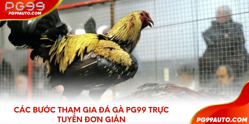 Các bước tham gia đá gà PG99 trực tuyến đơn giản